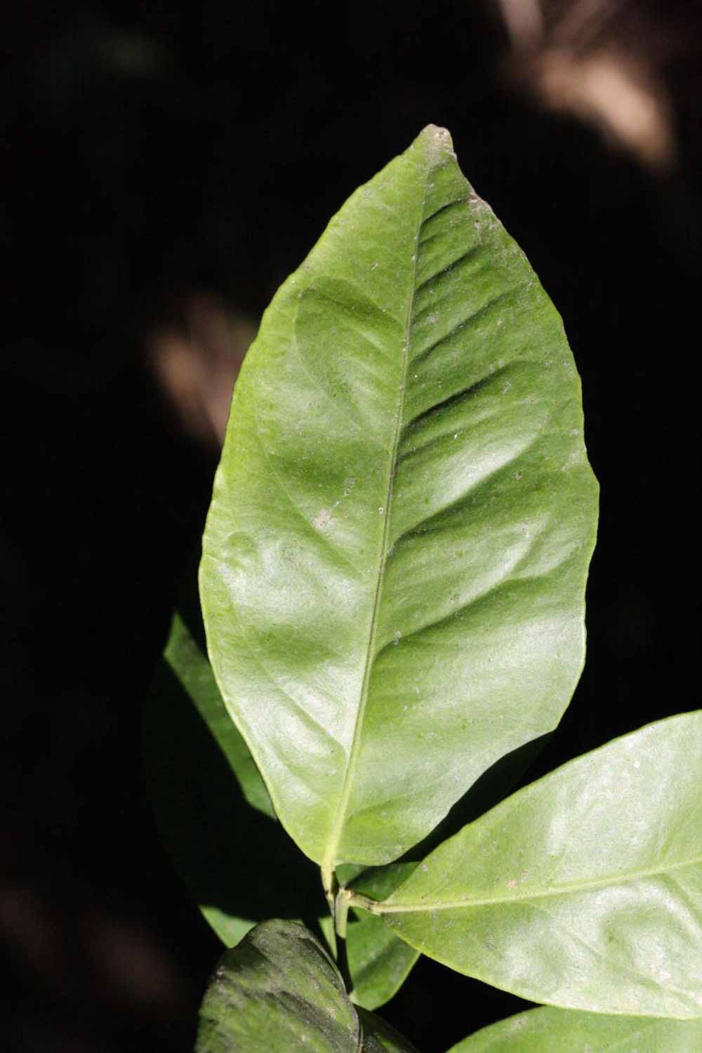              Unifoliolate leaf (Riverside, CA)       